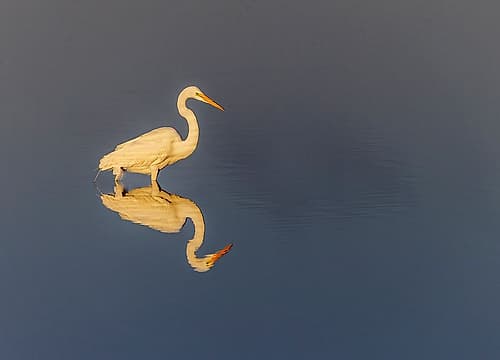 Great egret reflection on water while fishing, Merritt Island National Wildlife Refuge, Florida Art Print